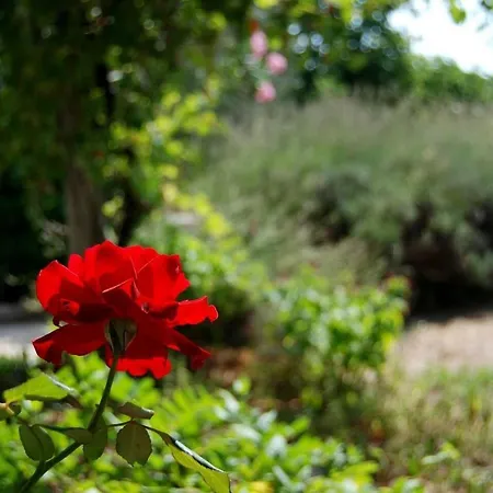 Rustic House Miketa - Family Summertime